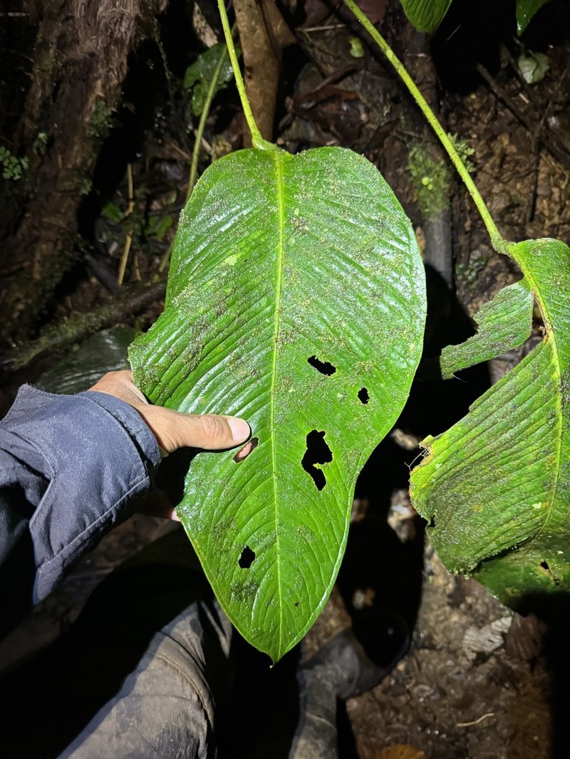 Anthurium lancifolium photo 3