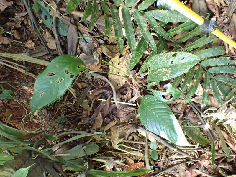 Anthurium lancifolium photo 4