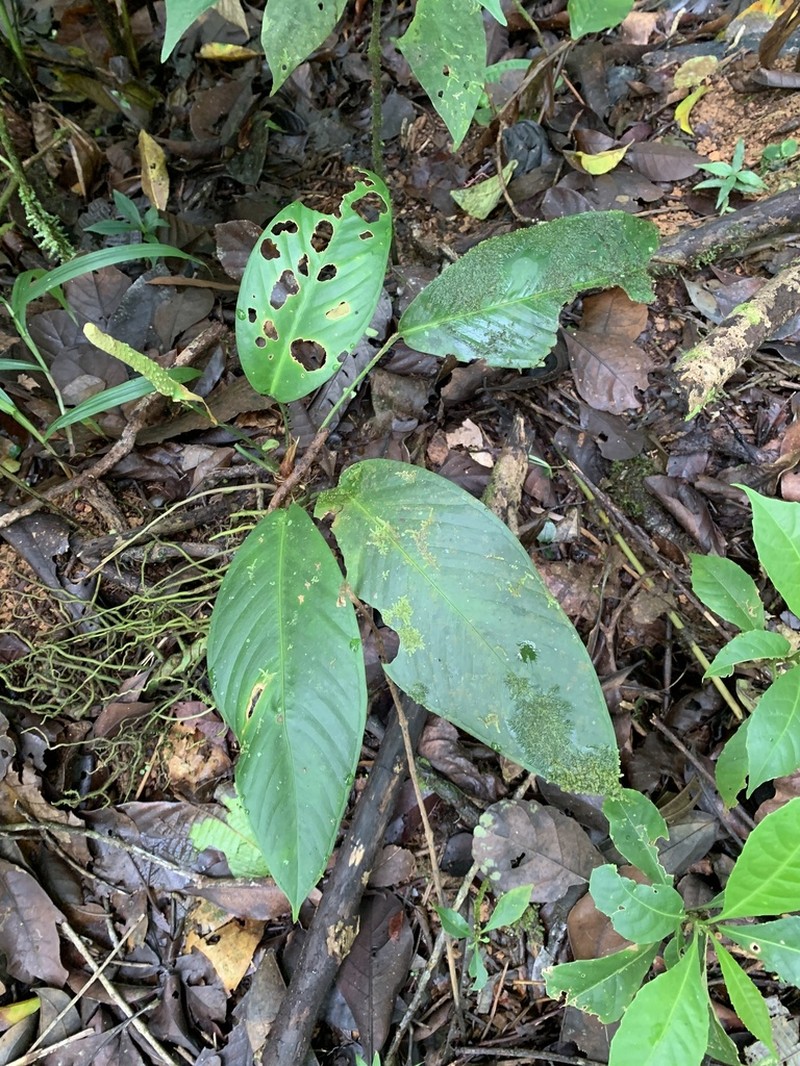 Anthurium lancifolium photo 5