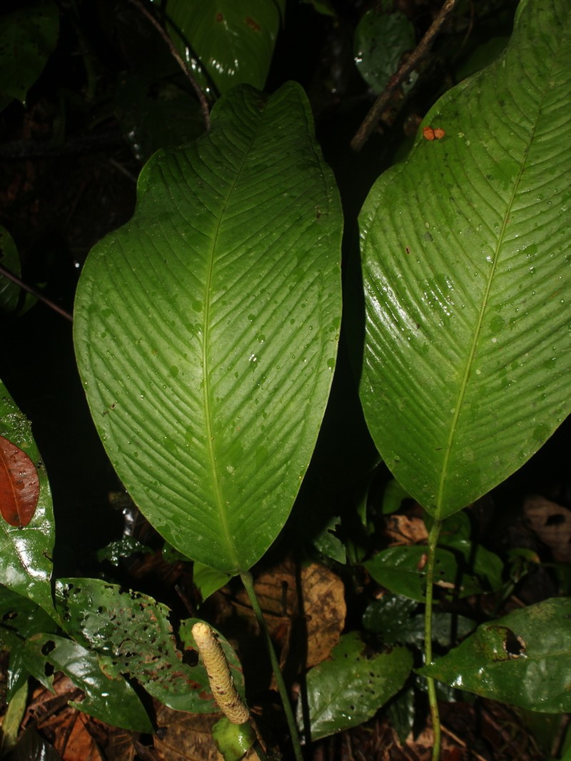 Anthurium lancifolium photo 7
