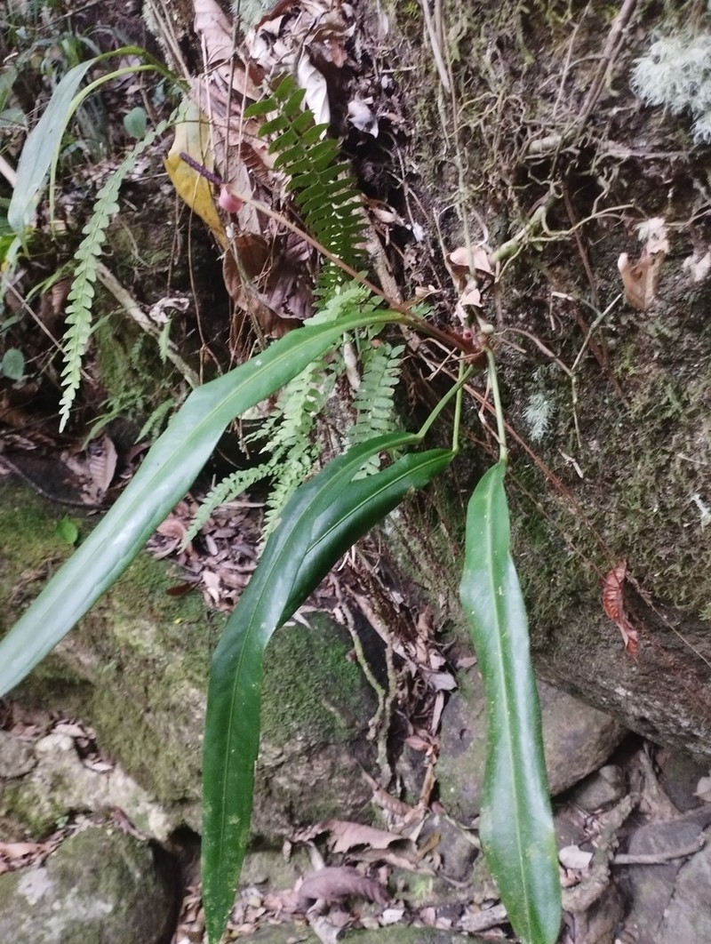 Anthurium langsdorffii