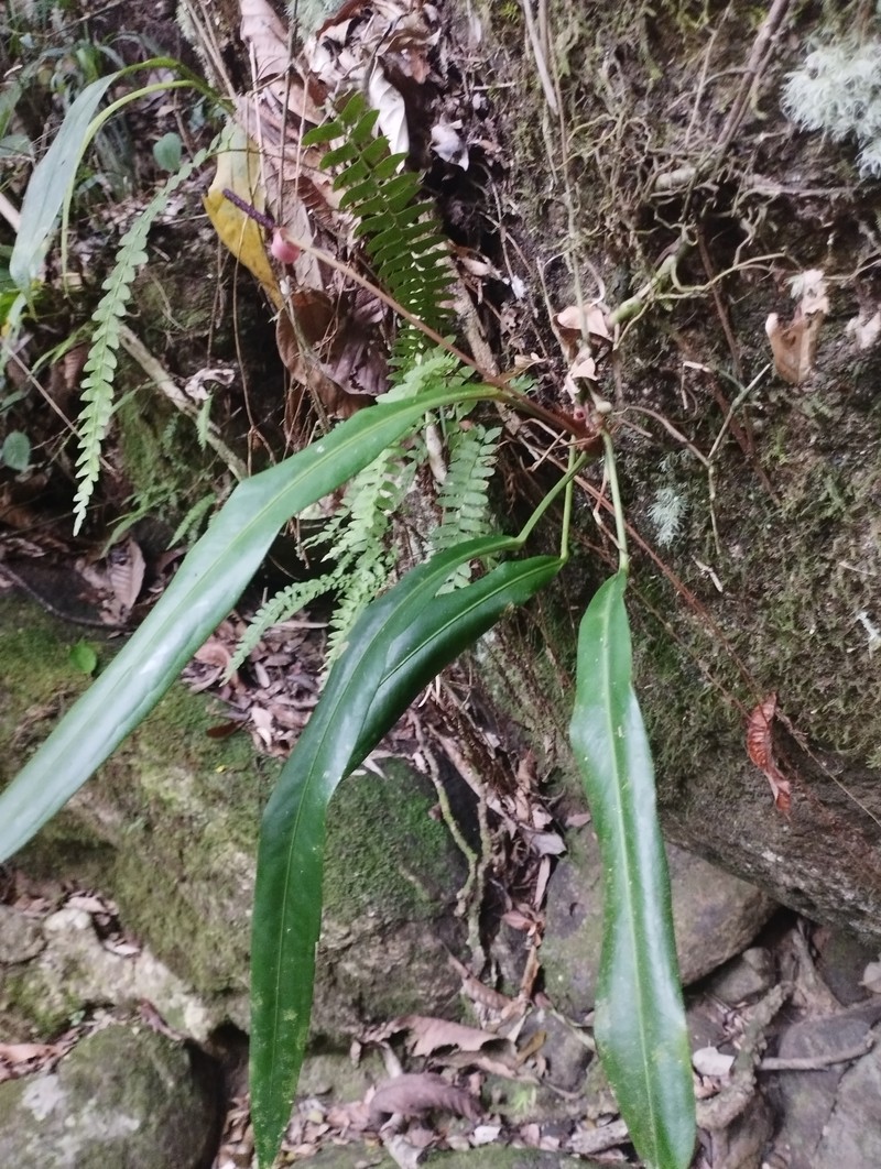 Anthurium langsdorffii photo 5