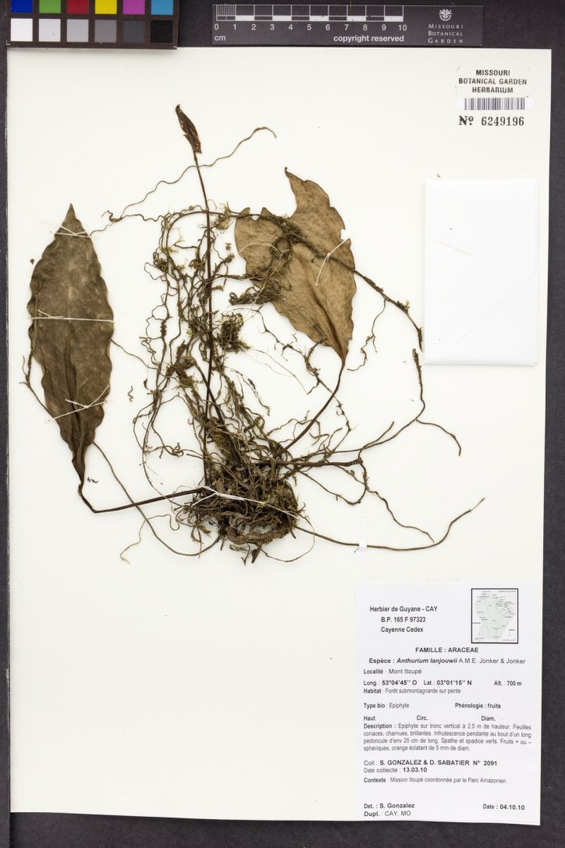 Anthurium lanjouwii