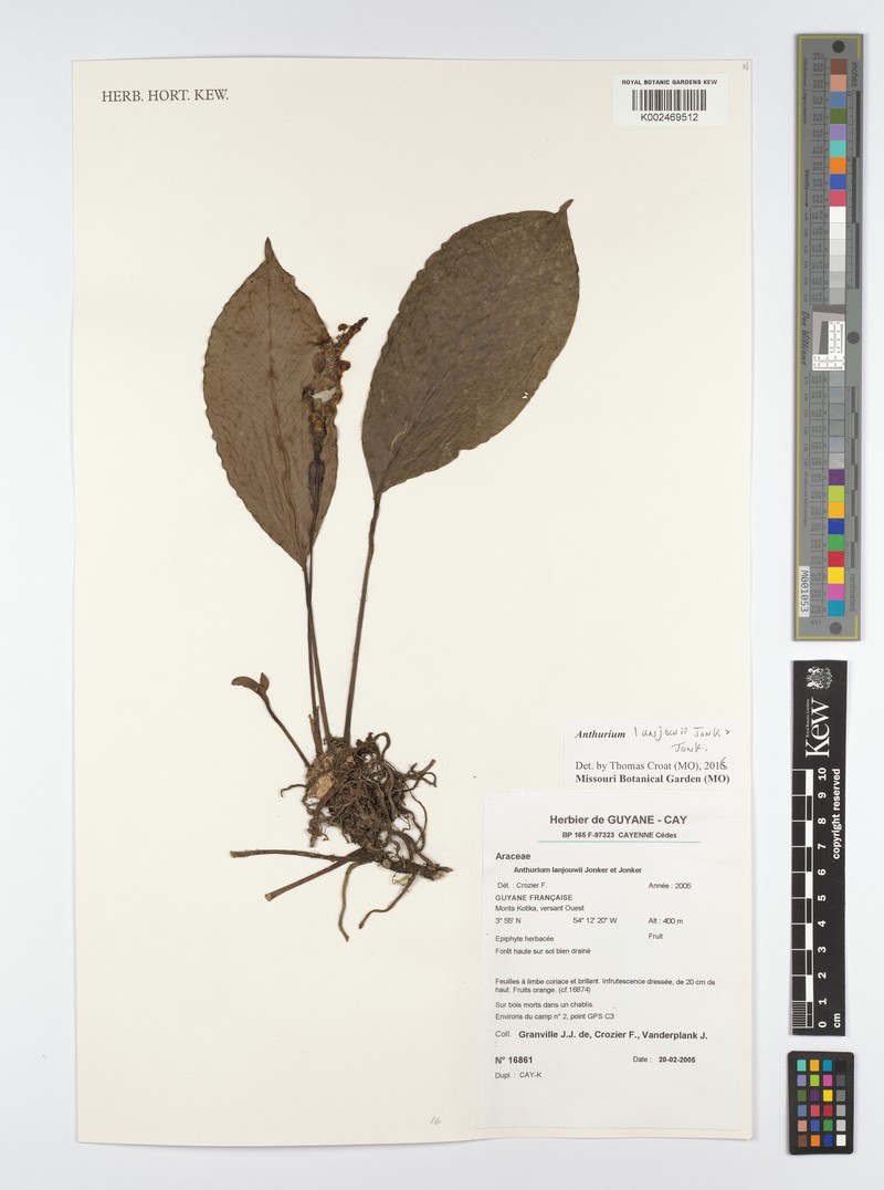 Anthurium lanjouwii photo 2