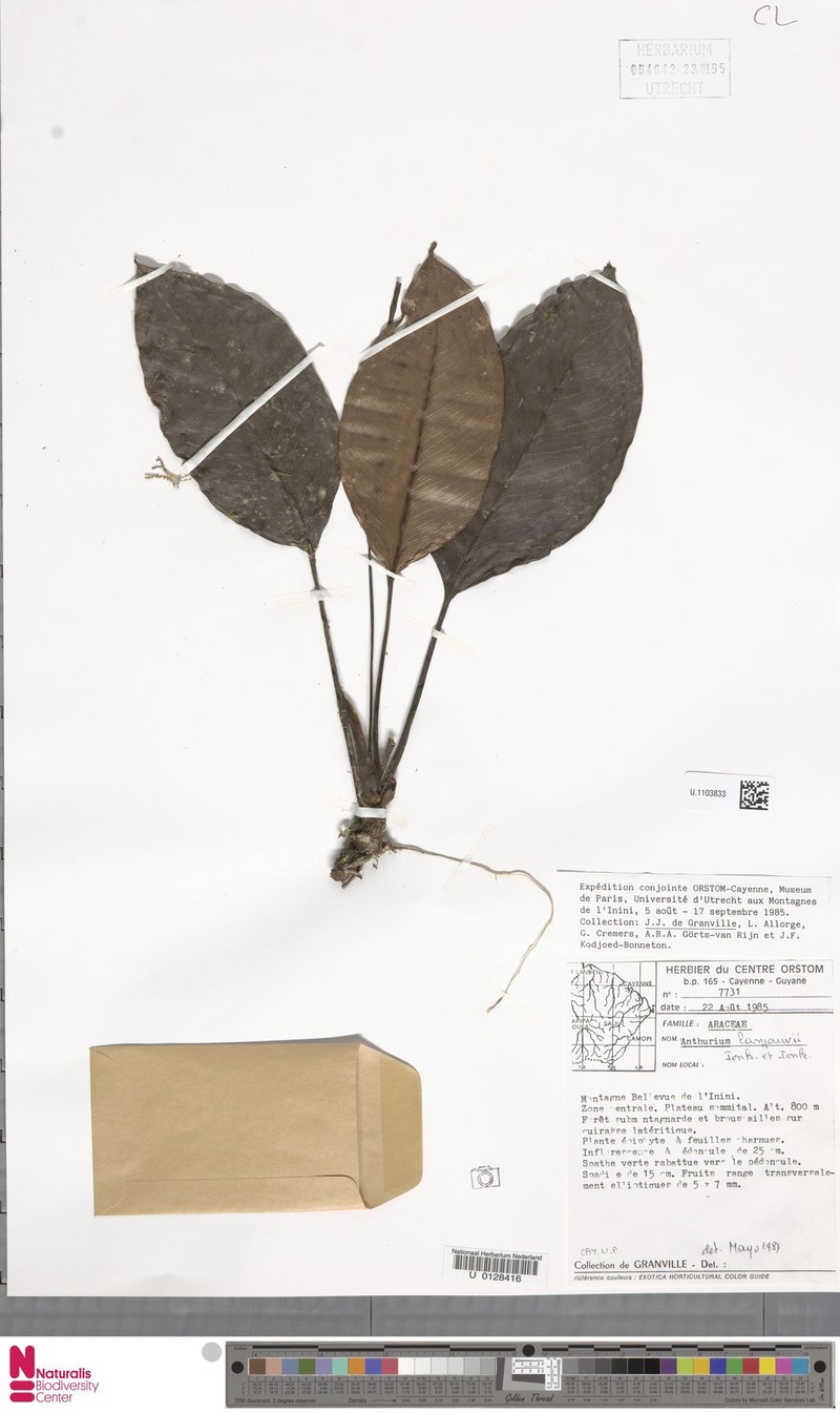 Anthurium lanjouwii photo 3