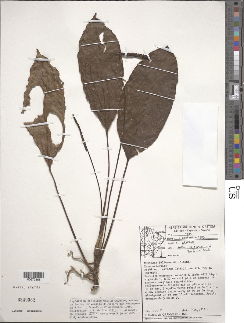 Anthurium lanjouwii photo 4