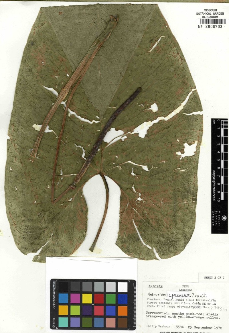 Anthurium lapecaense