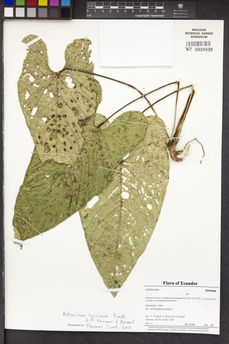 Anthurium lapoanum photo 2