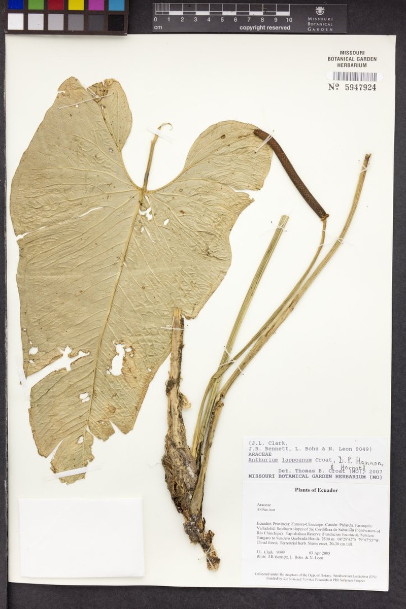 Anthurium lapoanum photo 3