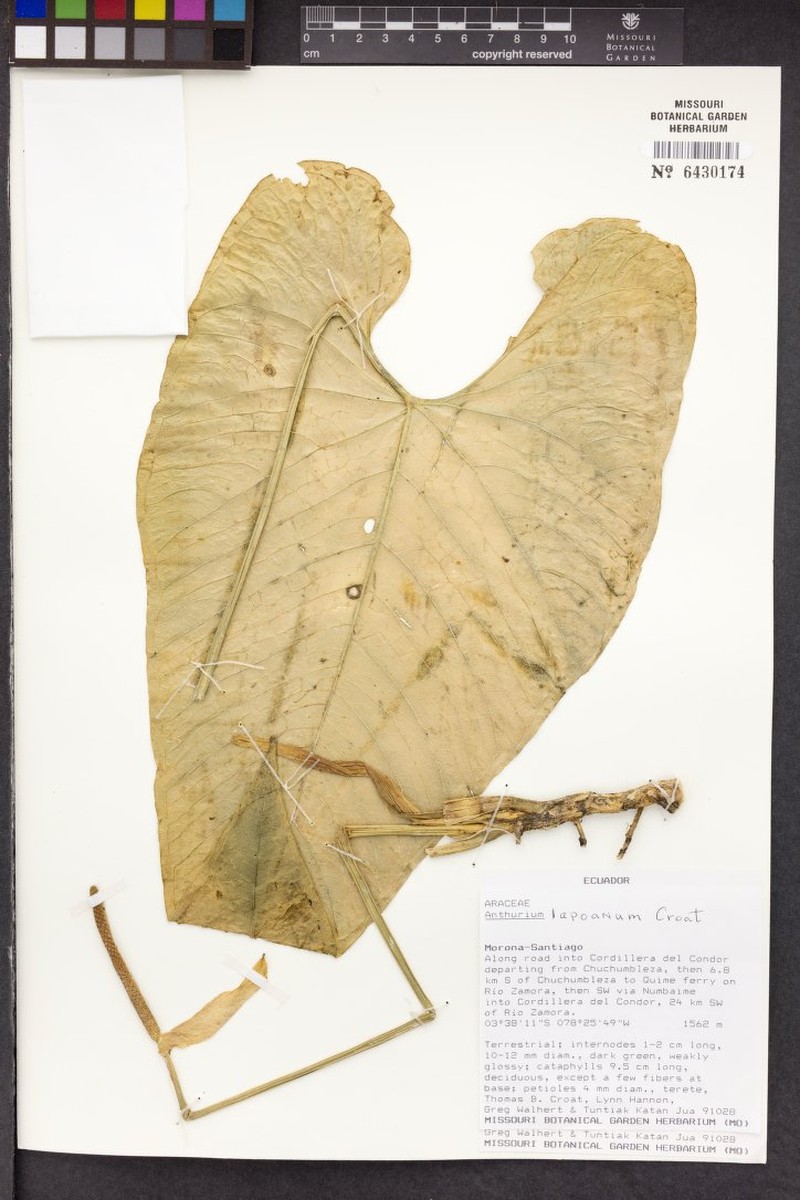 Anthurium lapoanum photo 4
