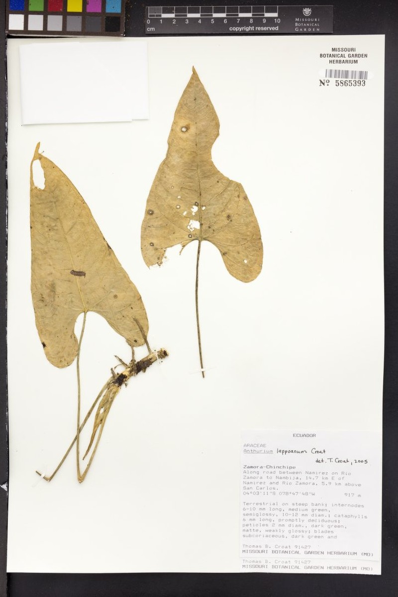 Anthurium lapoanum photo 5