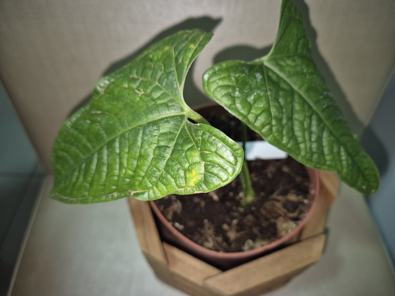 Anthurium lapoanum