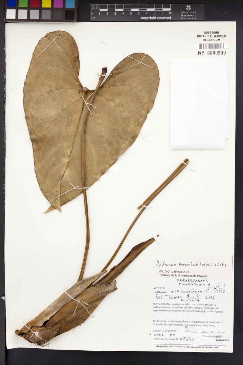 Anthurium lasabanetaense photo 5