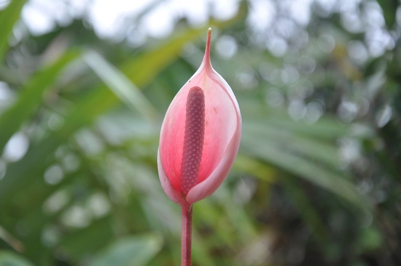 Anthurium lasabanetaense photo 3
