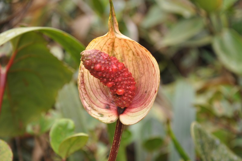 Anthurium lasabanetaense photo 4