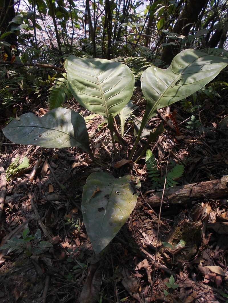 Anthurium latissimum photo 2