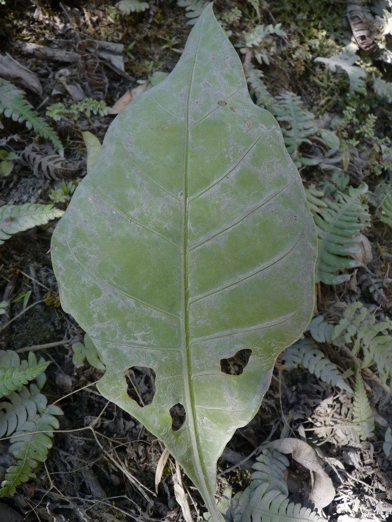 Anthurium latissimum photo 3