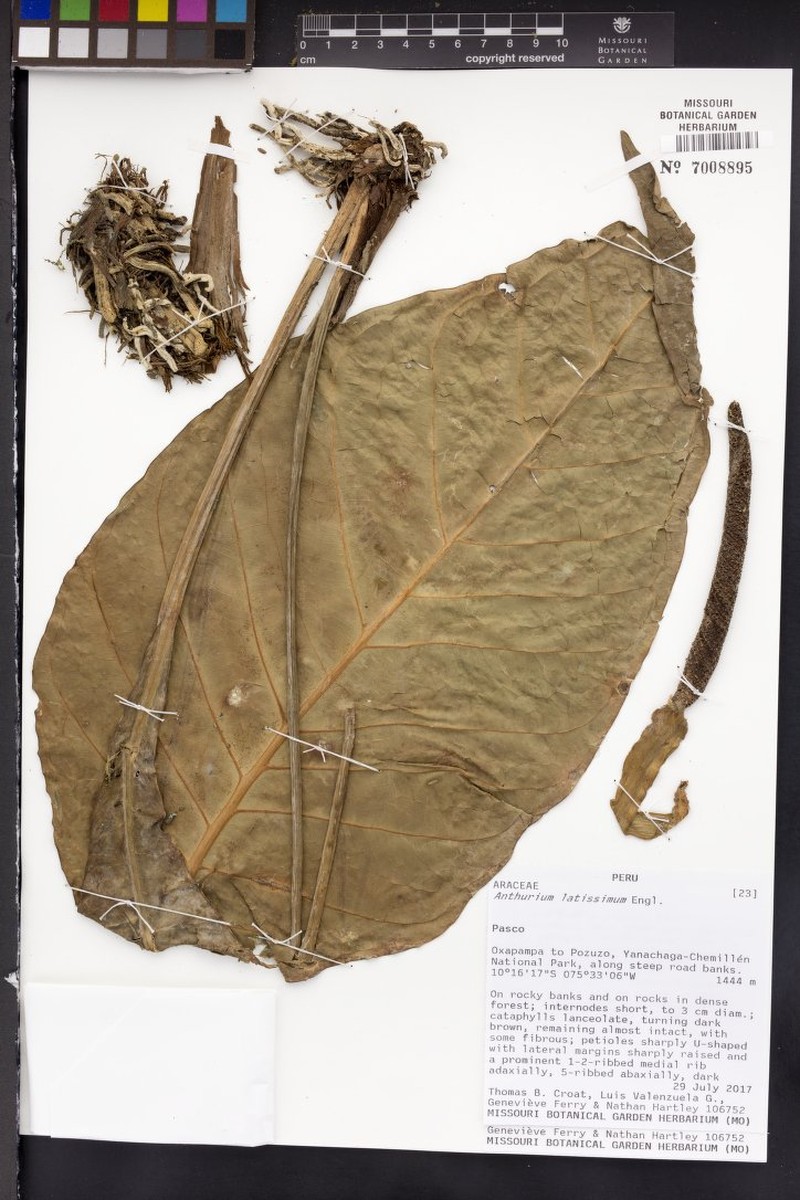 Anthurium latissimum photo 4