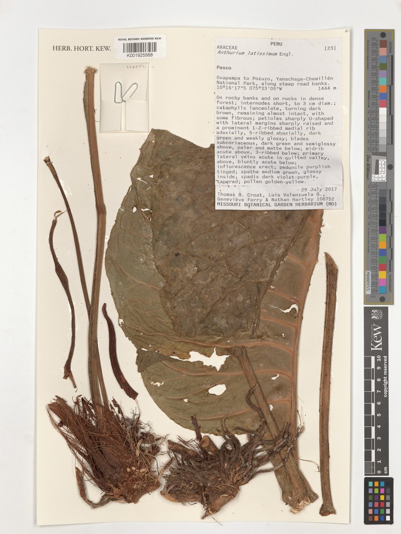 Anthurium latissimum photo 5