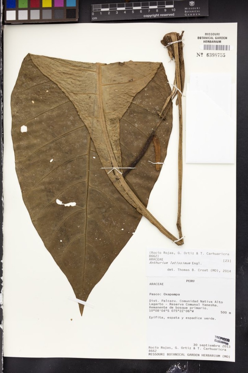 Anthurium latissimum photo 6