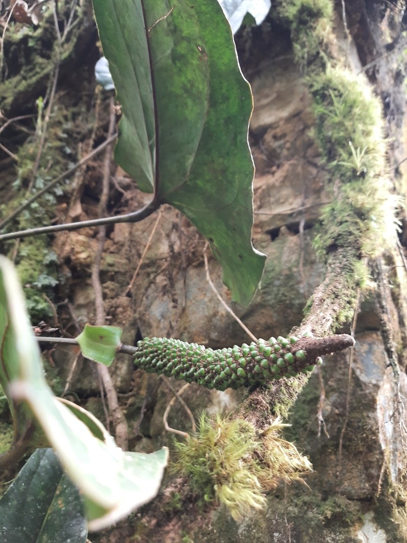 Anthurium lechlerianum