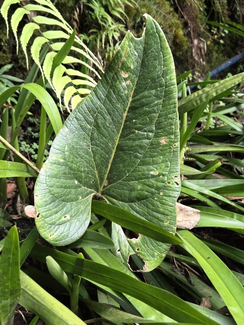 Anthurium lechlerianum photo 2