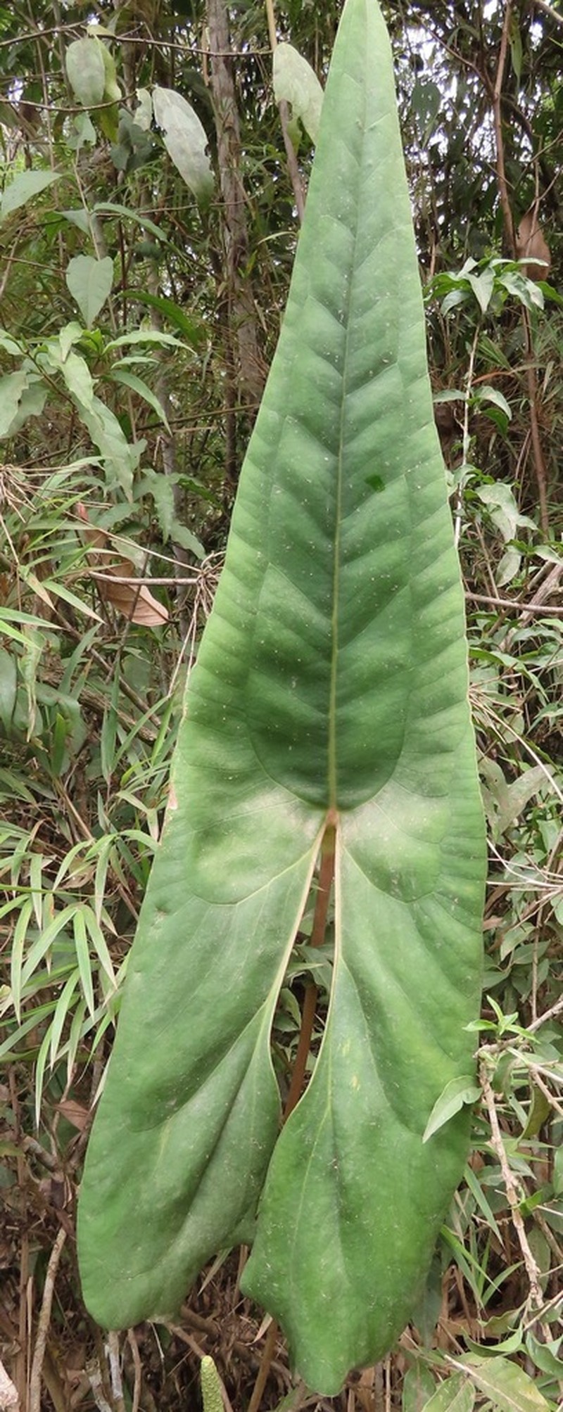 Anthurium lechlerianum photo 3