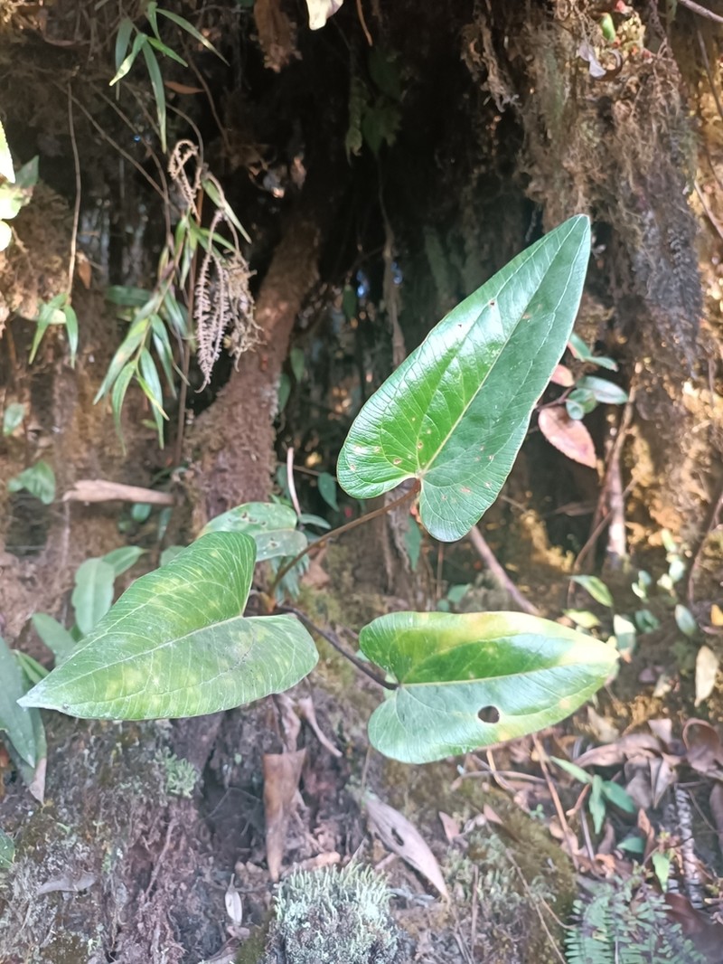 Anthurium lechlerianum photo 4