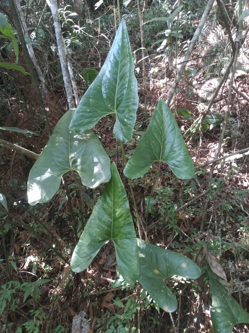 Anthurium lechlerianum photo 5