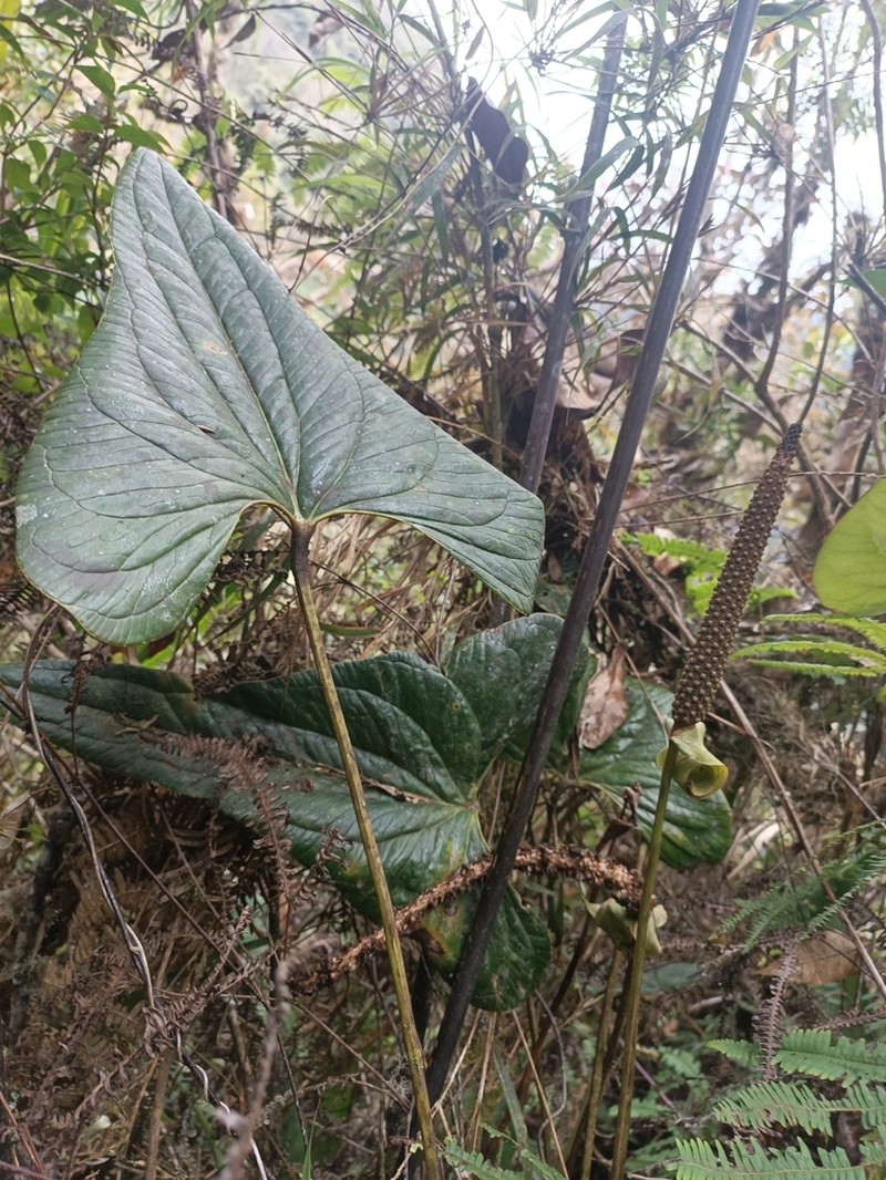 Anthurium lechlerianum photo 6
