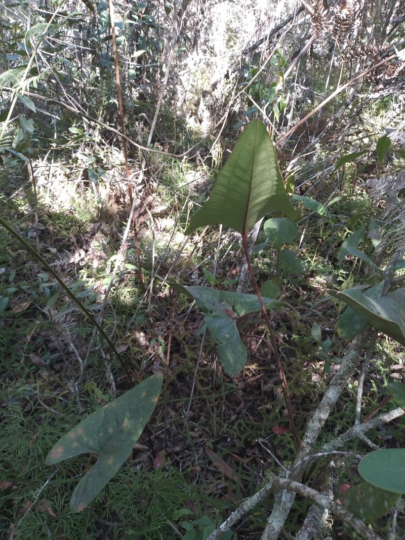 Anthurium lechlerianum photo 7