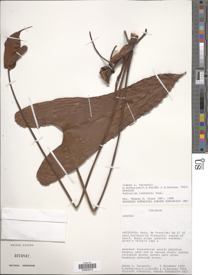 Anthurium lehmannii