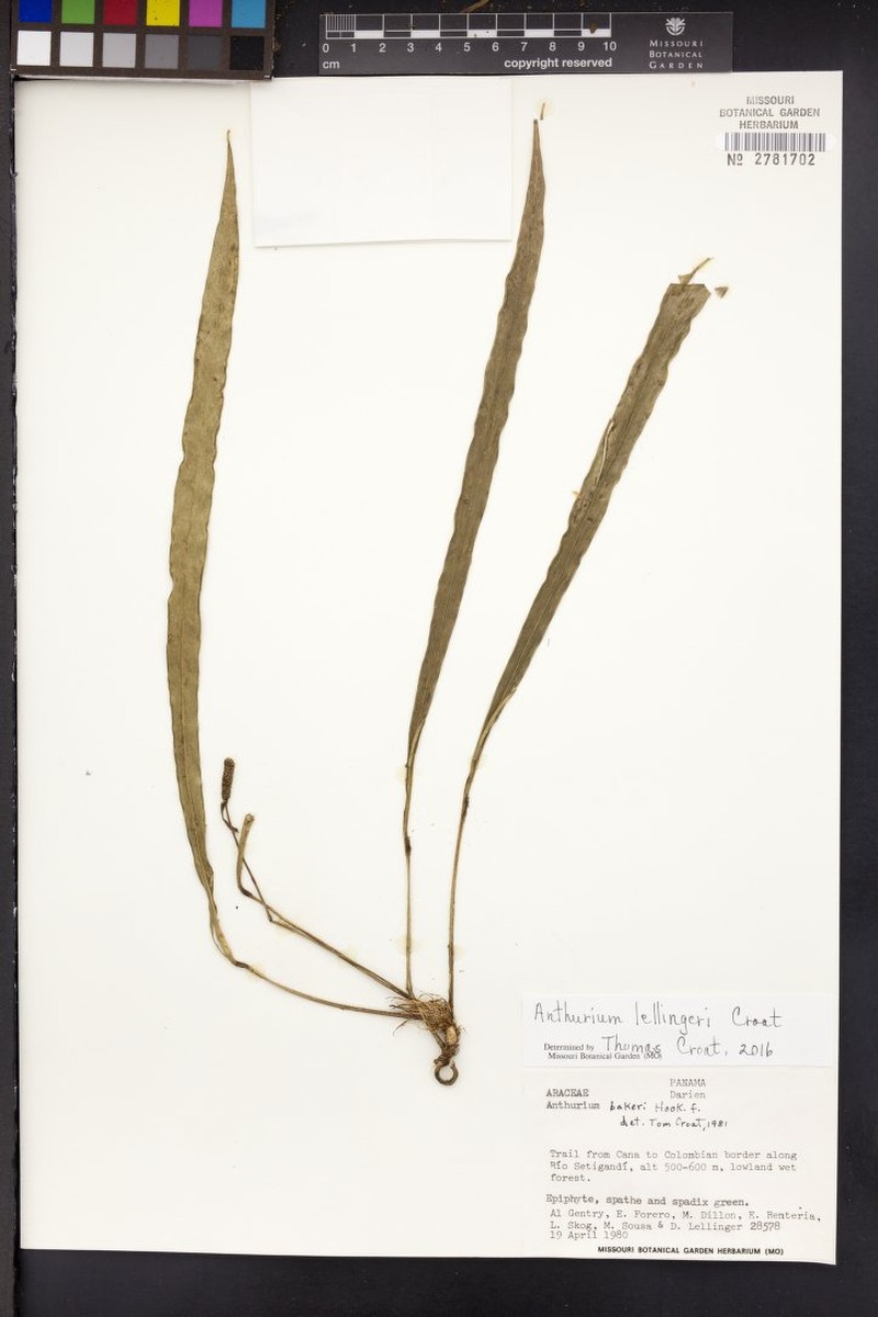 Anthurium lellingeri