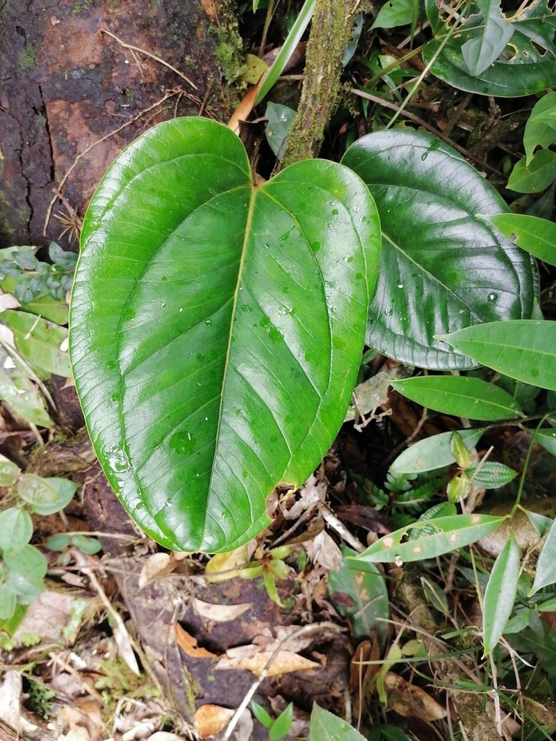 Anthurium lentii