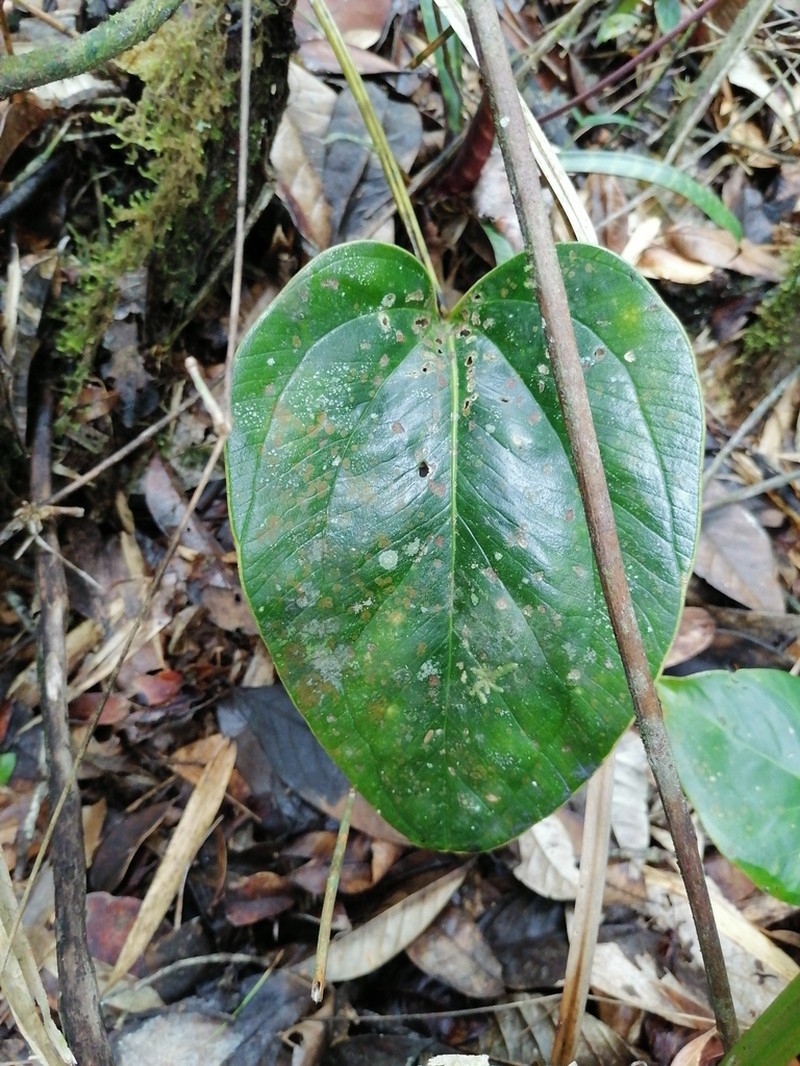 Anthurium lentii photo 2