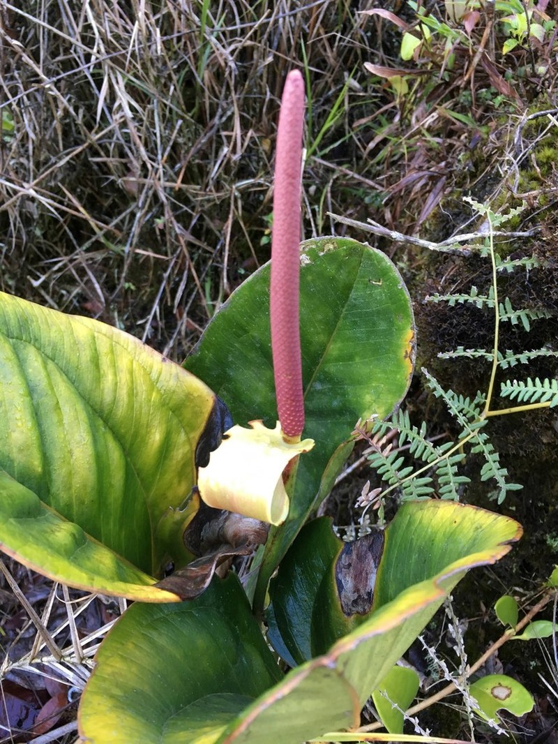 Anthurium lentii photo 5
