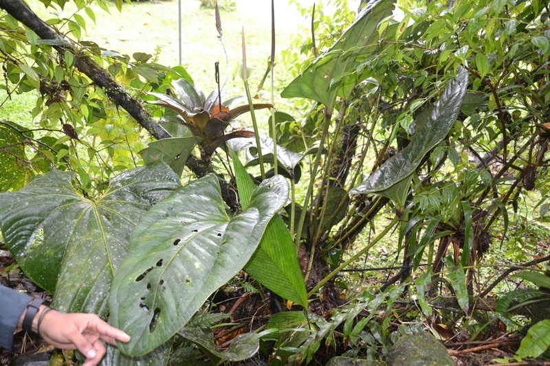 Anthurium lentii photo 6