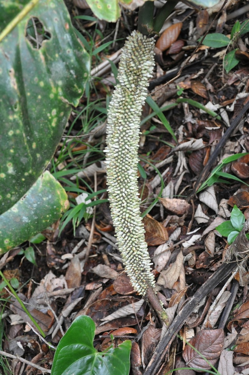 Anthurium lentii photo 7