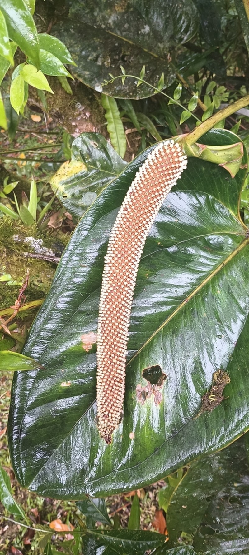 Anthurium lentii photo 8