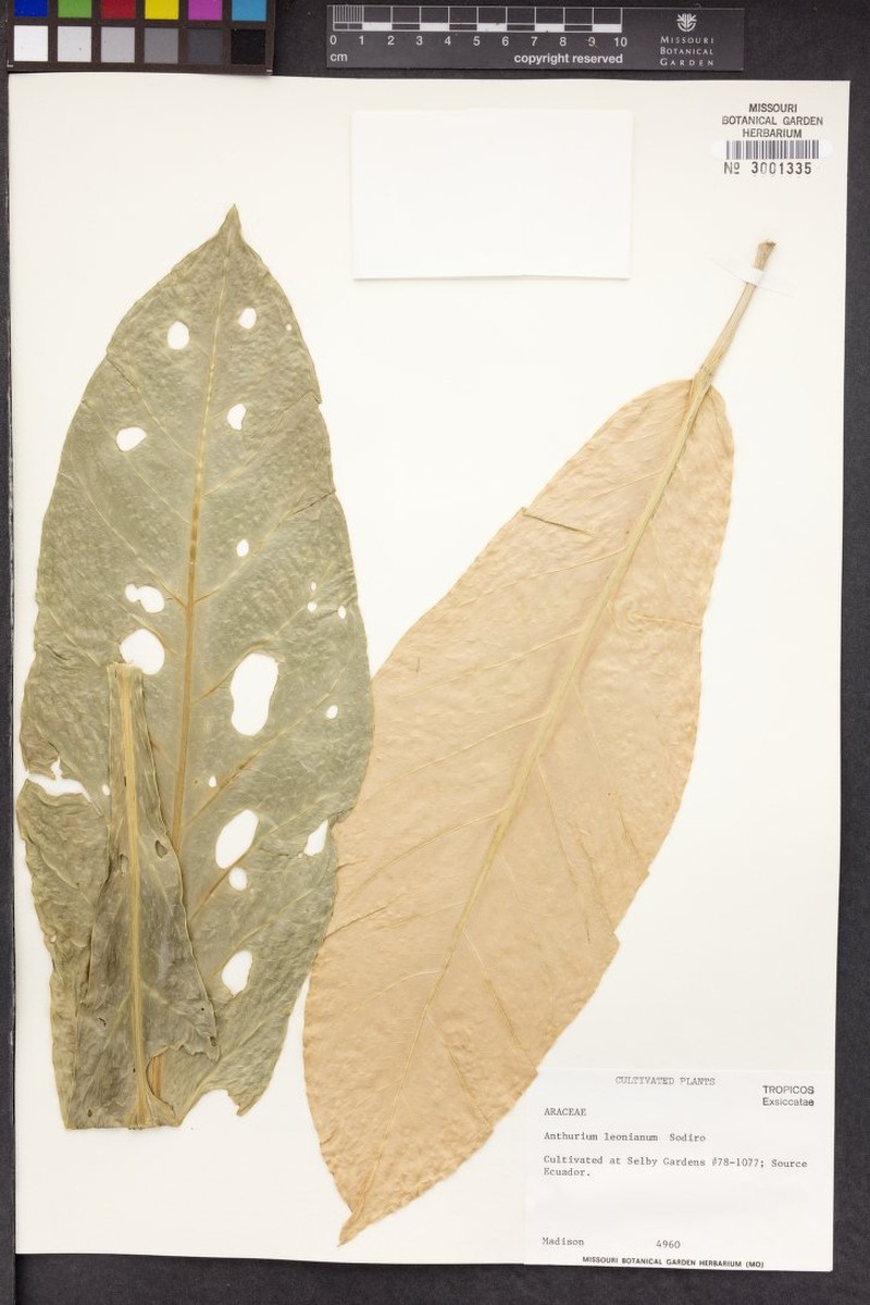Anthurium leonianum photo 5