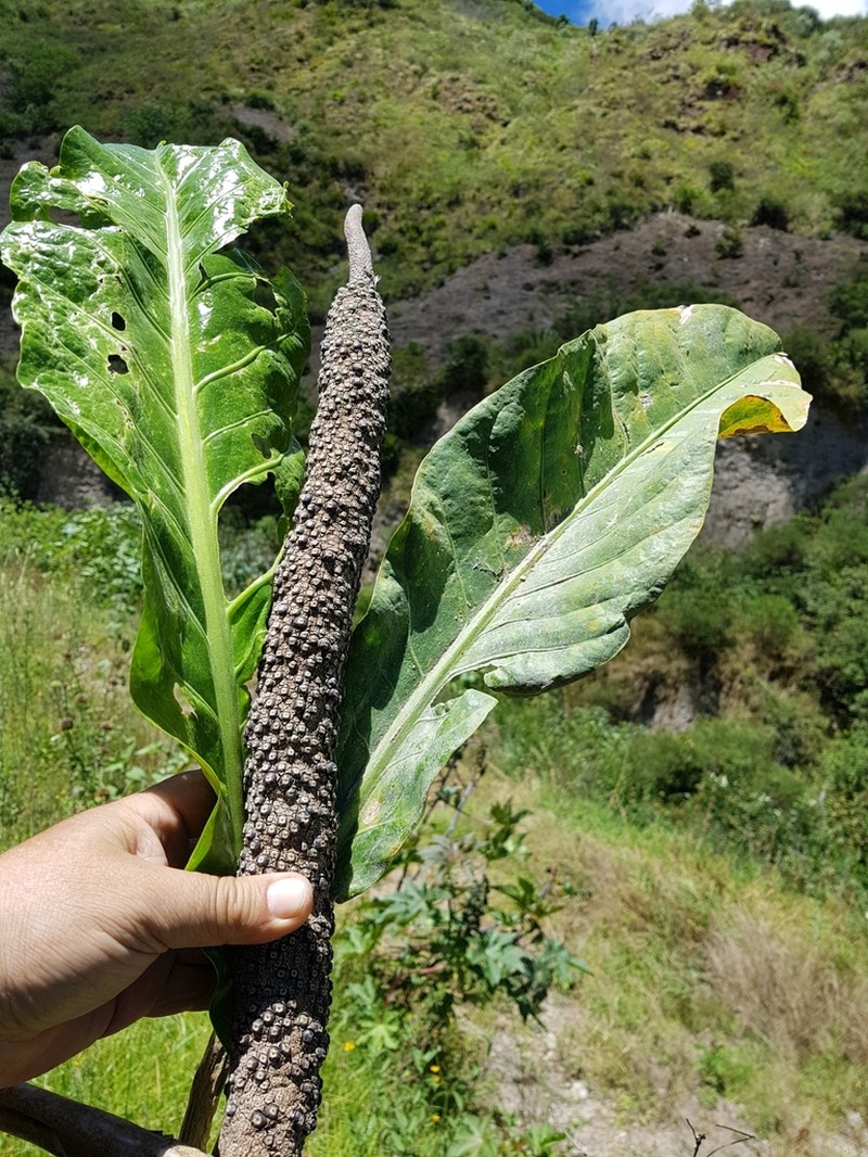 Anthurium leonianum