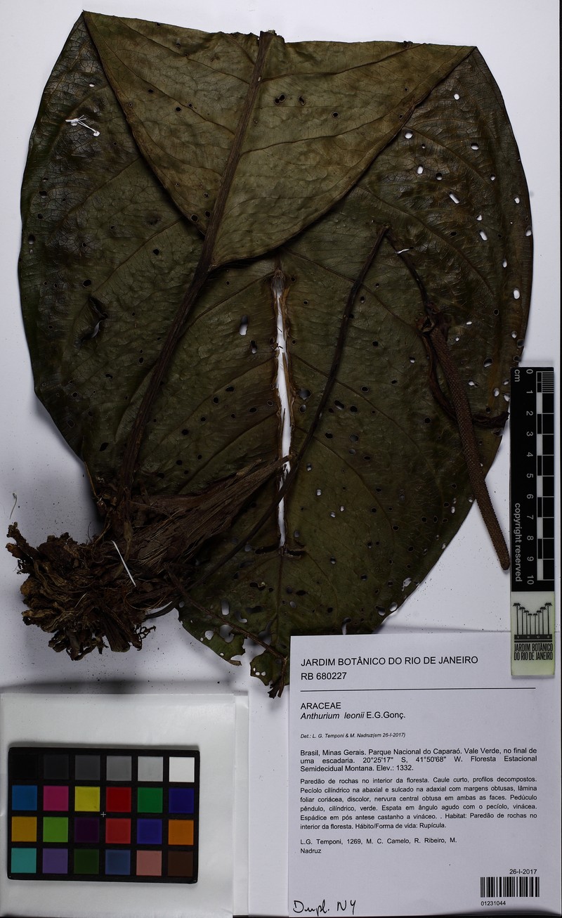Anthurium leonii