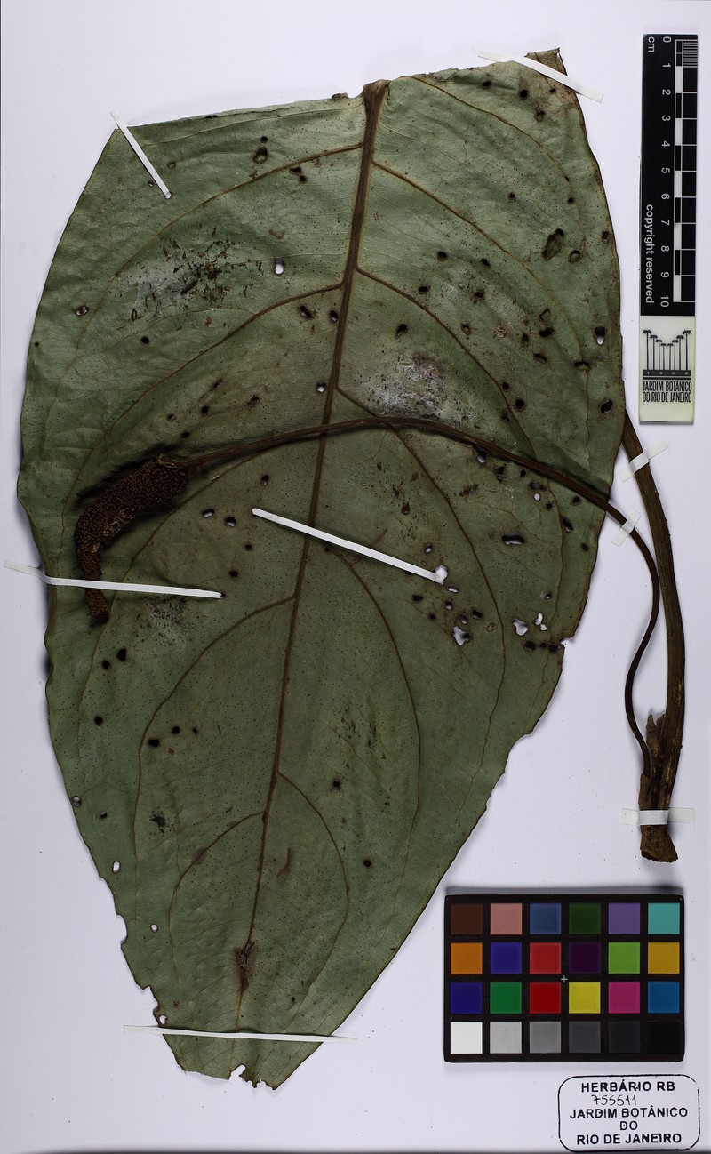 Anthurium leonii photo 2