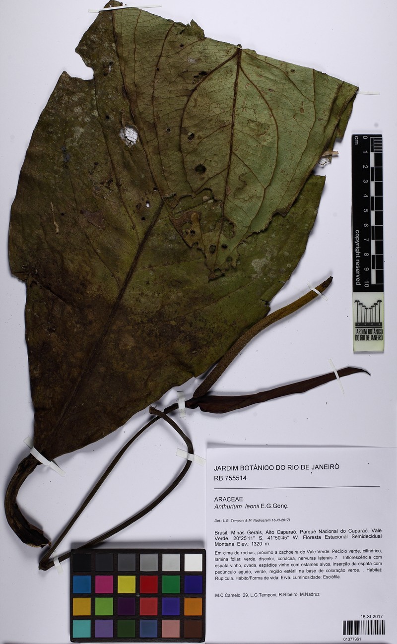 Anthurium leonii photo 3