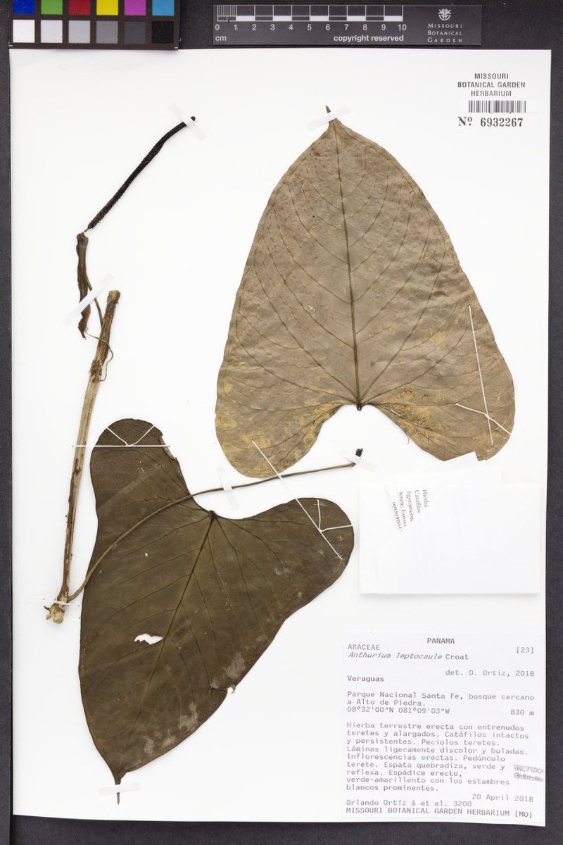 Anthurium leptocaule photo 5