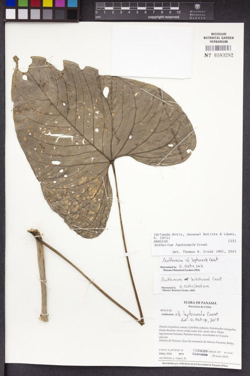 Anthurium leptocaule photo 6
