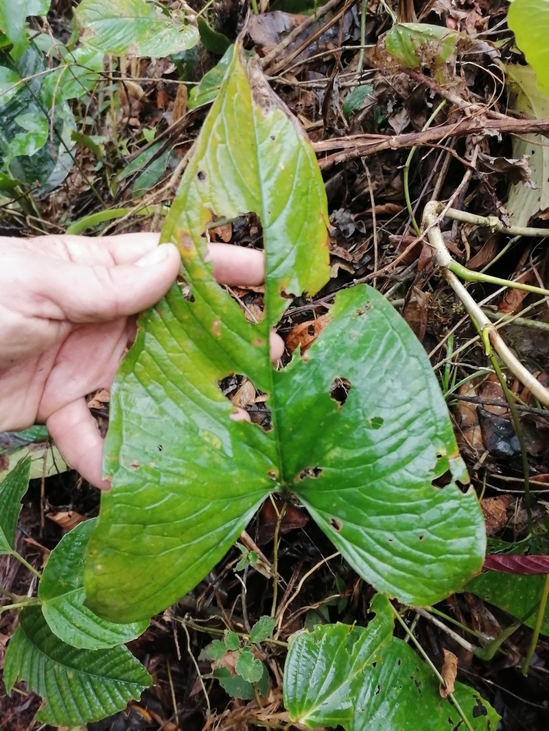 Anthurium leptocaule