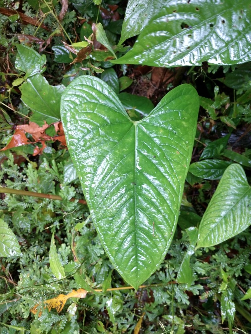 Anthurium leptocaule photo 2