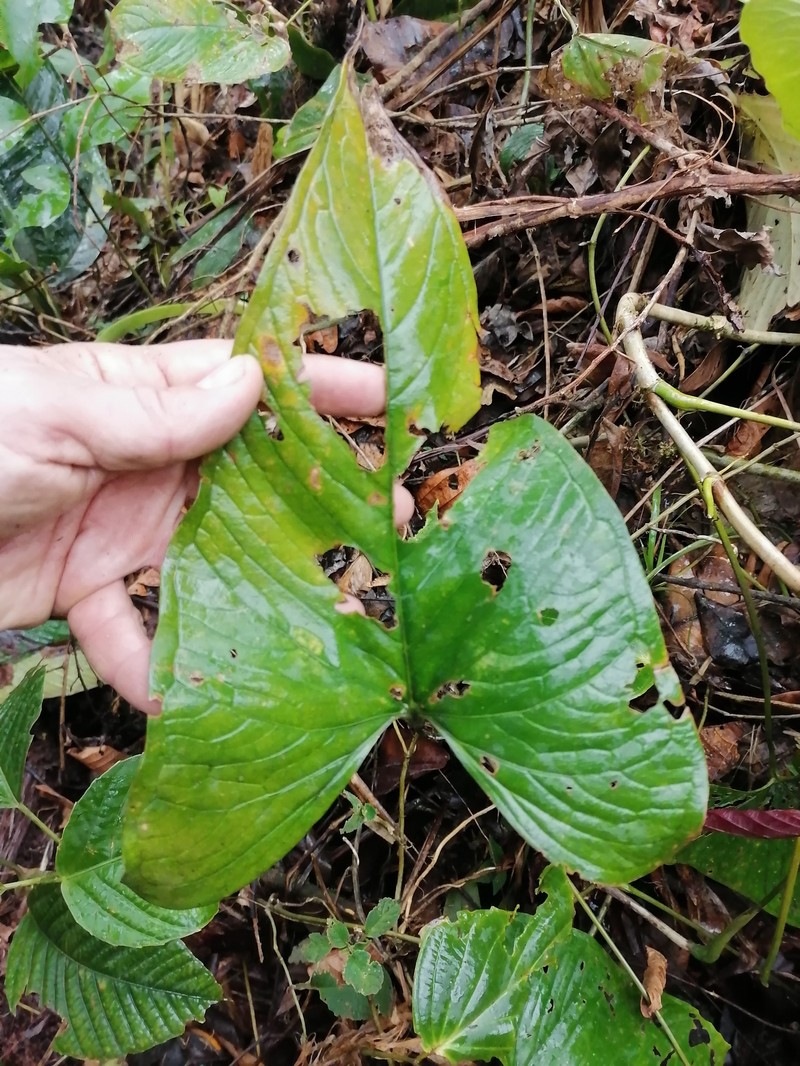 Anthurium leptocaule photo 3