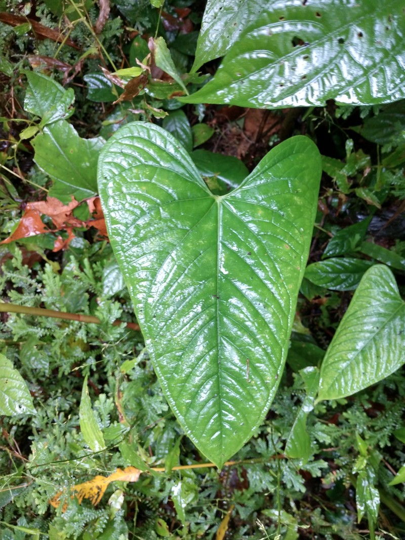 Anthurium leptocaule photo 4